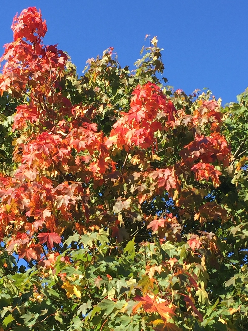 foliage of Acer platanoides Pacific Sunset in autumn