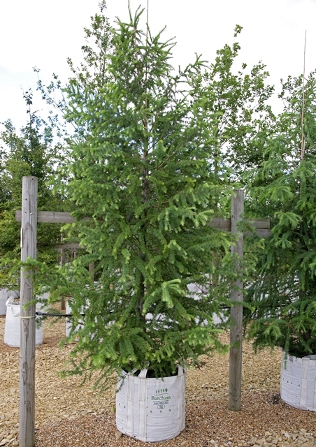 Single specimen of  Larix  x eurolepis at barcham trees