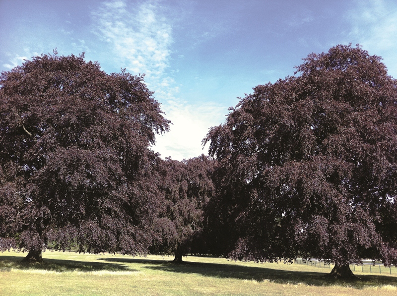 Mature specimens of Fagus sylvatica Purpurea