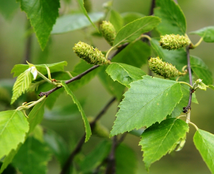 foliage of Betula nigra