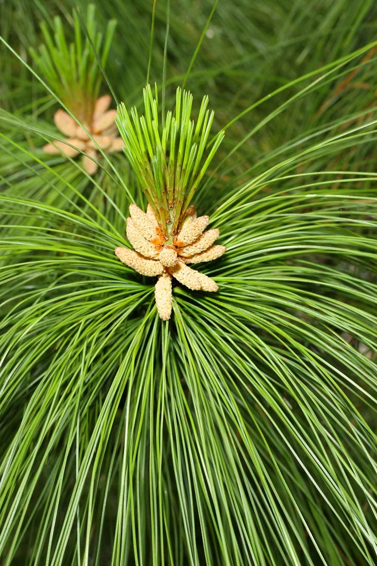 the soft needles of Pinus wallichiana