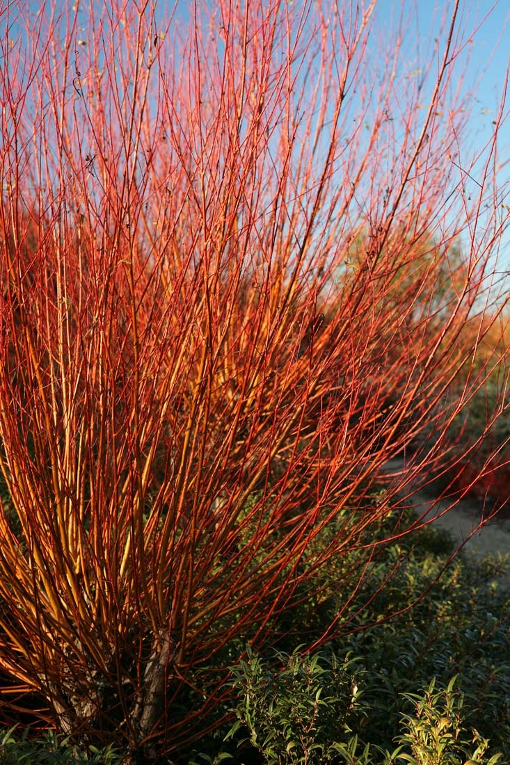 Bright red stems of Salix alba Chermesina in detail as a multi-stem specimen