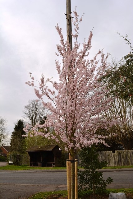 Prunus Pandora in full flower