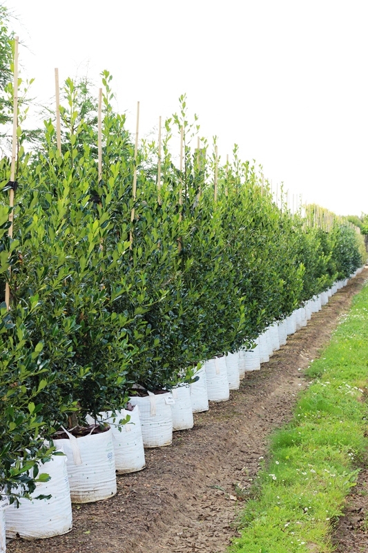 row of Ilex aquifolium Pyramidalis
