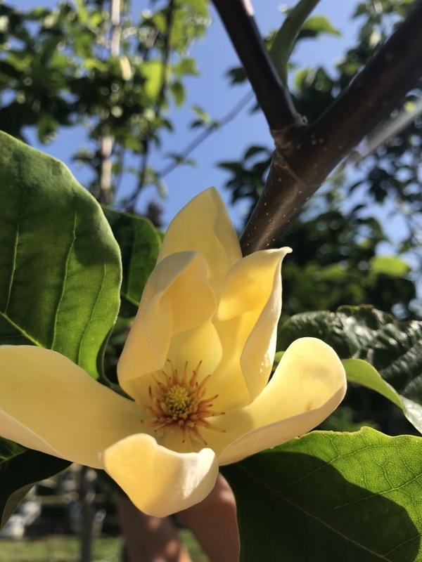 the yellow flower of Magnolia denudata Yellow River