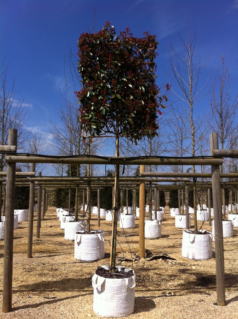 single specimen of a Photinia fraseri Red Robin Pleached