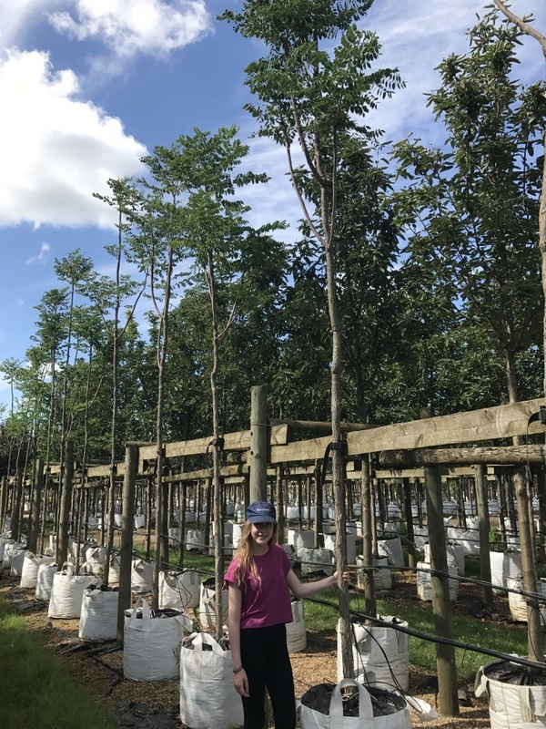 Gymnocladus dioica at Barcham Trees