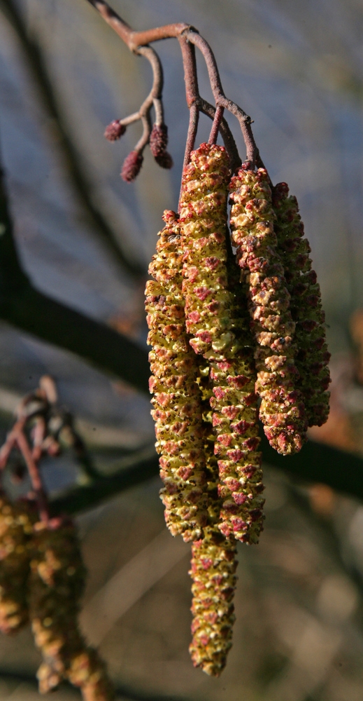 Catkins of the Alnus glutinosa