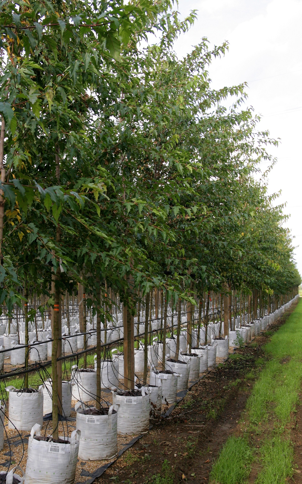 Acer ginnala at barcham trees in summer months