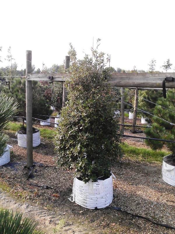 Quercus Ilex multi-stem at barcham trees
