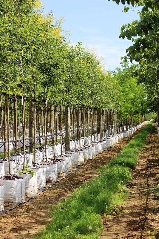 Mature Nyssa Sylvatica