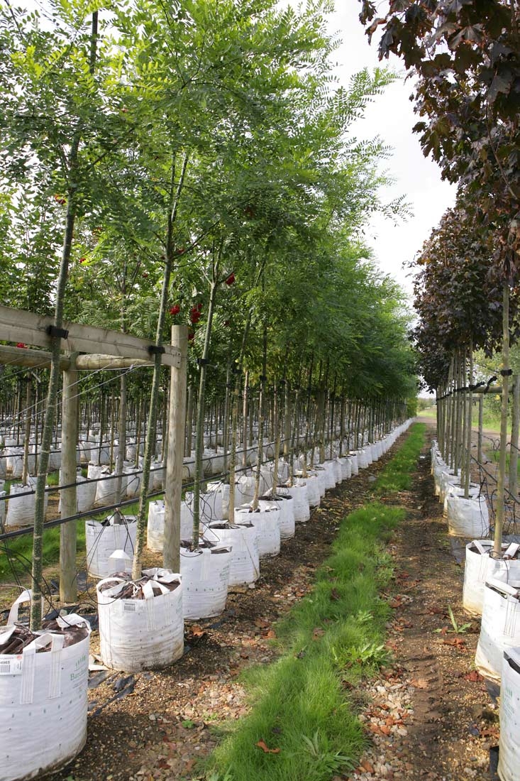 Sophora japonica at brcham trres