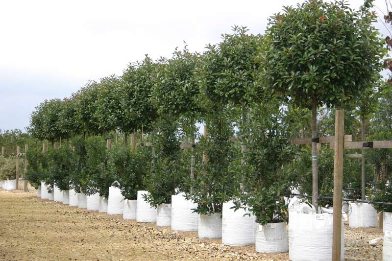 Photinia x fraseri Red Robin