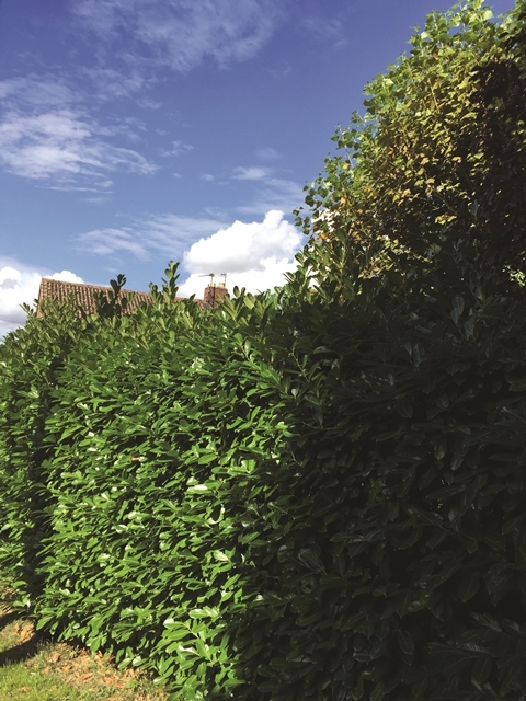 Prunus laurocerasus Rotundifolia as hedging