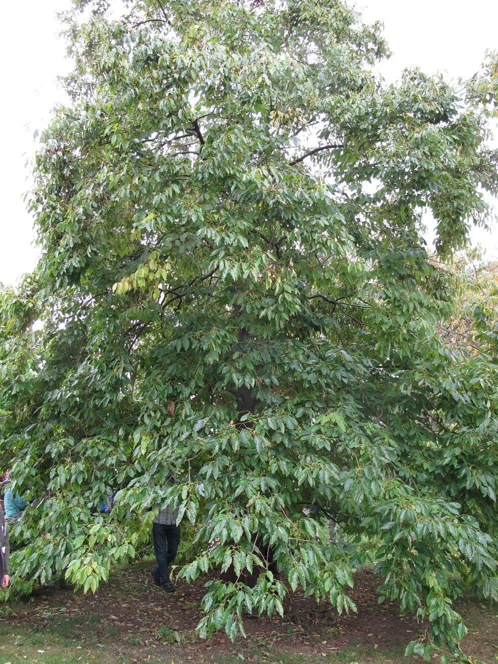 Mature Diospyros lotus