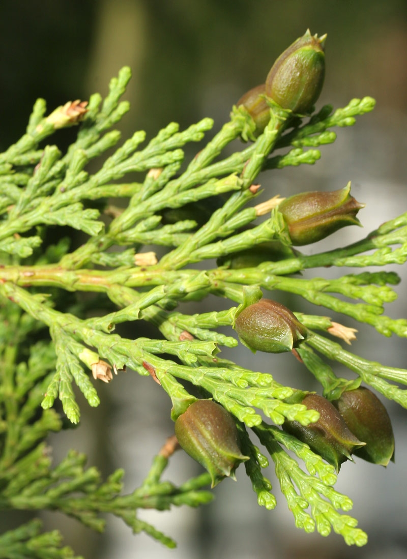 foliage of Calocedrus decurrens
