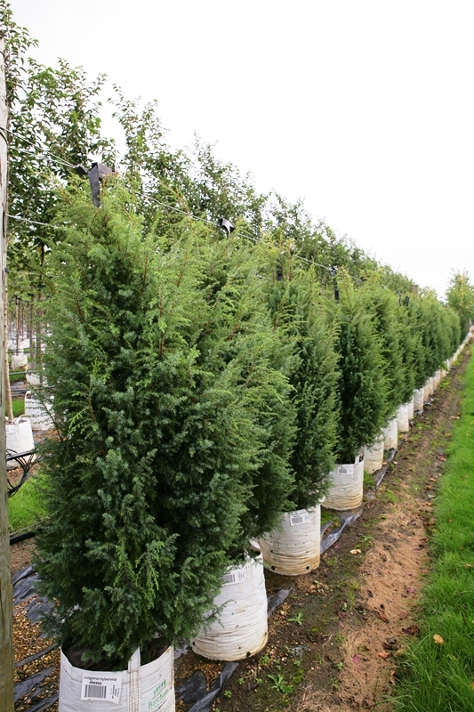 Juniperus communis Hibernica