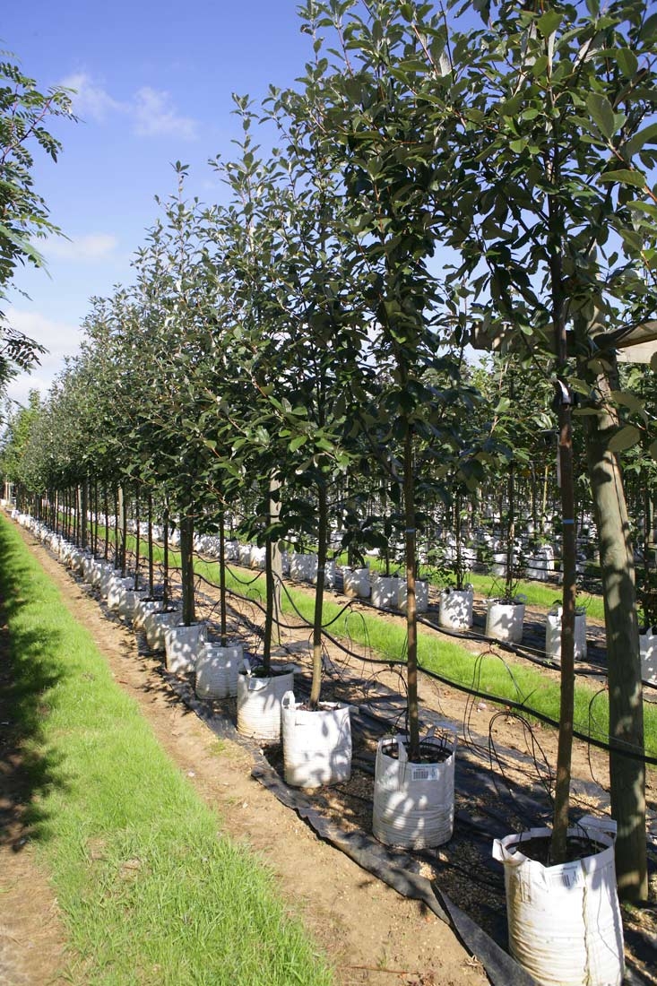 Row of Sorbus aria Magnifica in full summer foliage on Barcham nursery