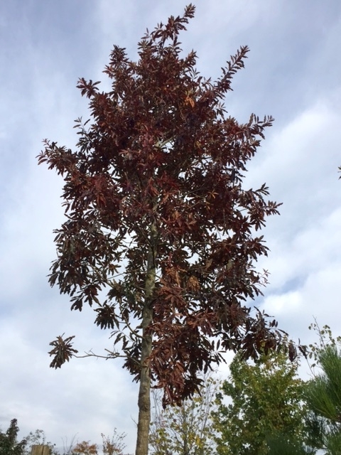Quercus Imbricaria in autumn colour