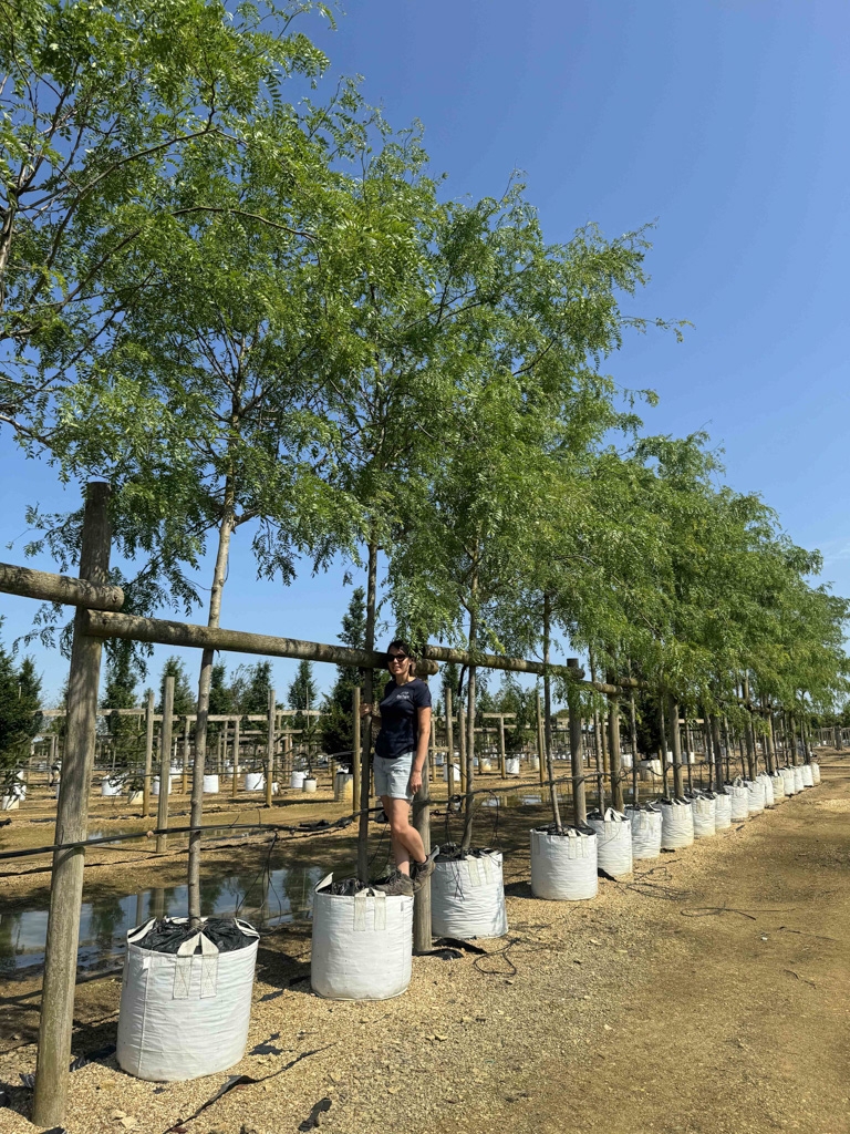 Gleditsia triancanthos inermis at barcham trees