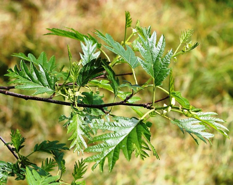 The cut leaf foliage of   Alnus glutinosa Laciniata
