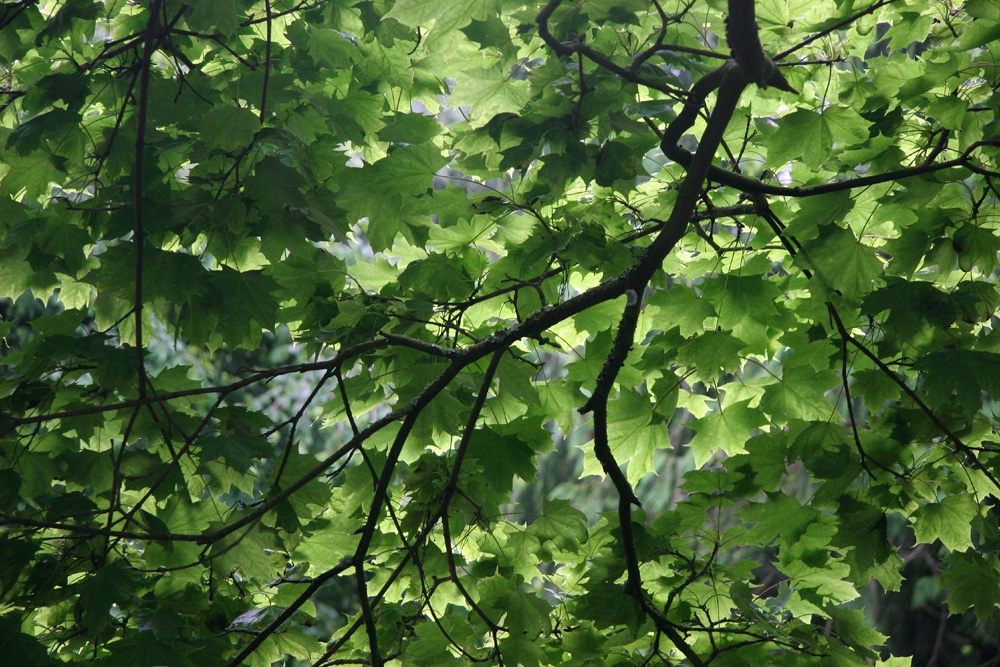 The leaves of Acer platanoides