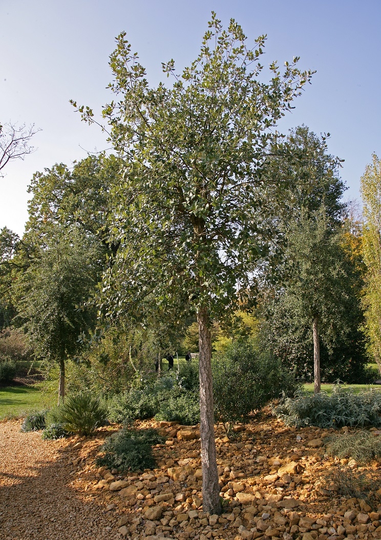 Mature Quercus Suber
