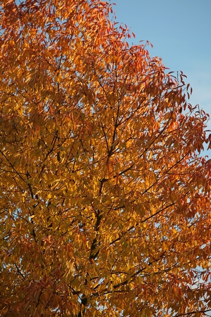 Prunus avium in autumn colour