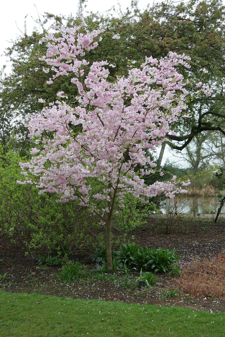 mature Prunus Accolade