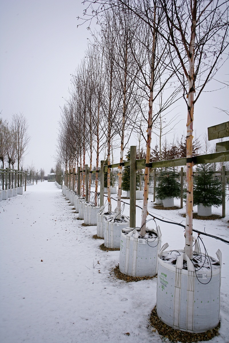 Betula albosinensis Fascination in winter