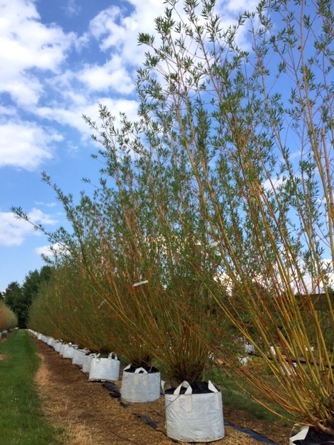 Salix alba Chermesina multi-stem at barcham trees