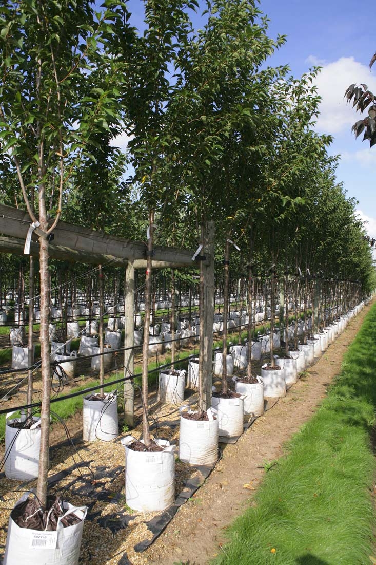 Prunus Umineko in summer months