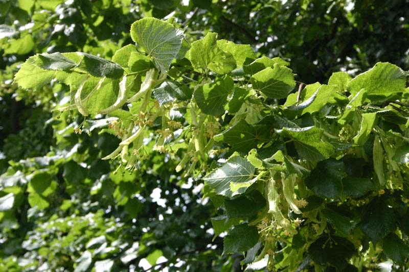 Tilia platyphyllos foliage and flowers
