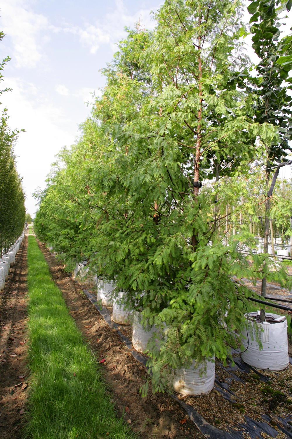 Metasequoia glyptostroboides