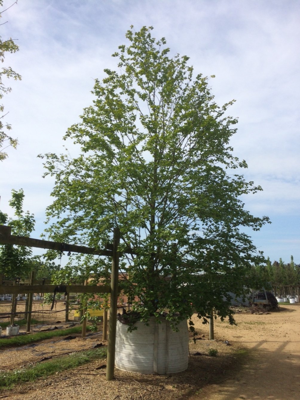 Fagus sylvatica Zlatia at barcham trees