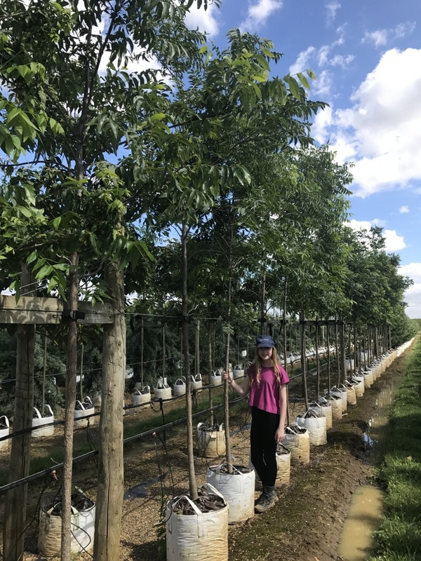 Carya illinoinensis at barcham trees