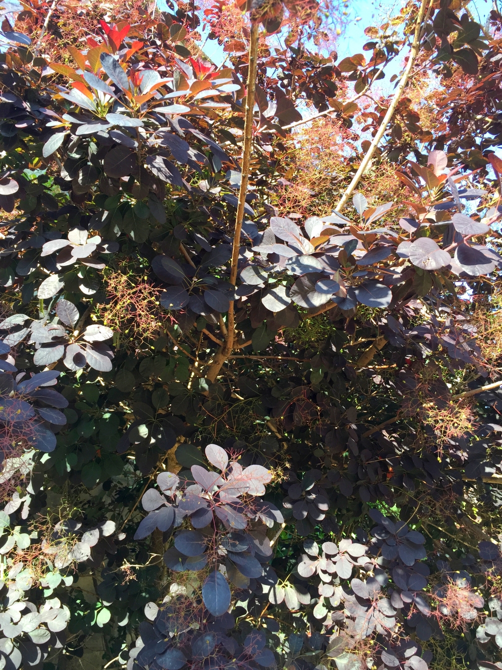 foliage and flowers of Cotinus coggygria Royal Purple