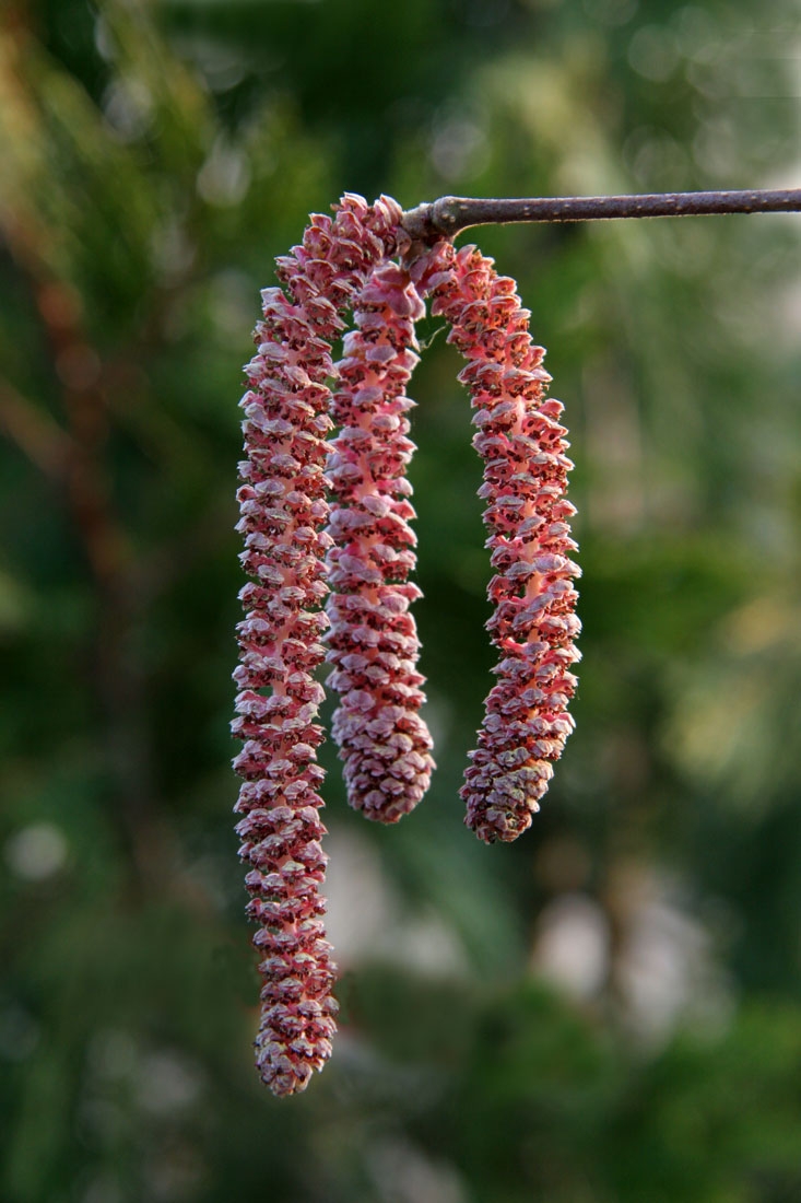 the pink catkins of Corylus avellana Zellernus