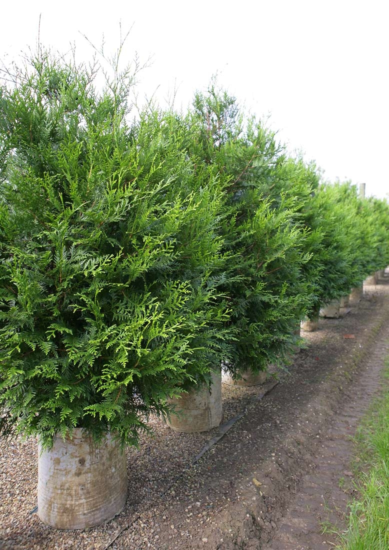 Row of Thuya plicata Atrovirens on the Barcham Trees nursery