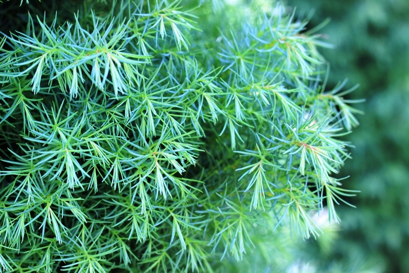 The foliage of Hibernica