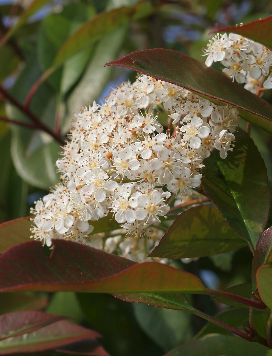 The flowers of Photinia fraseri Red Robin