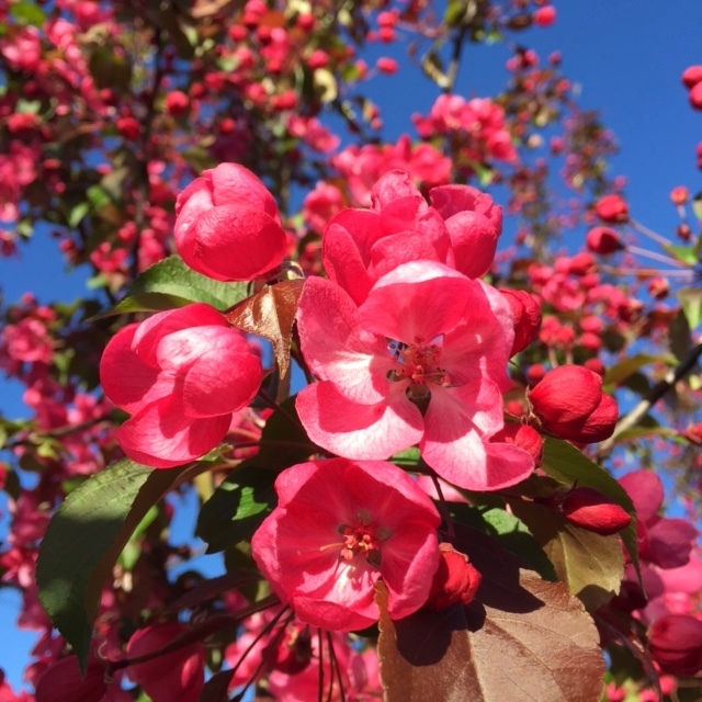 the flowers of Malus Rudolph