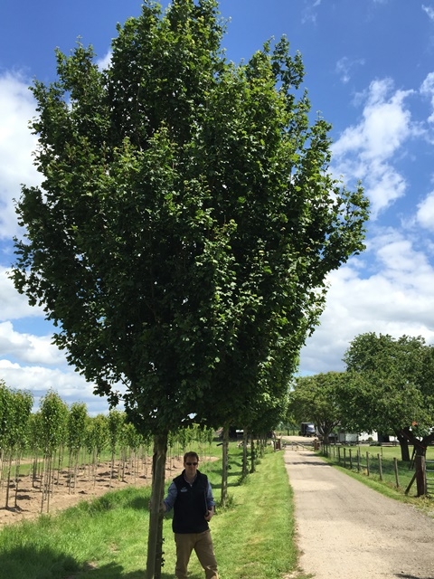 mature Acer campestre Elegant