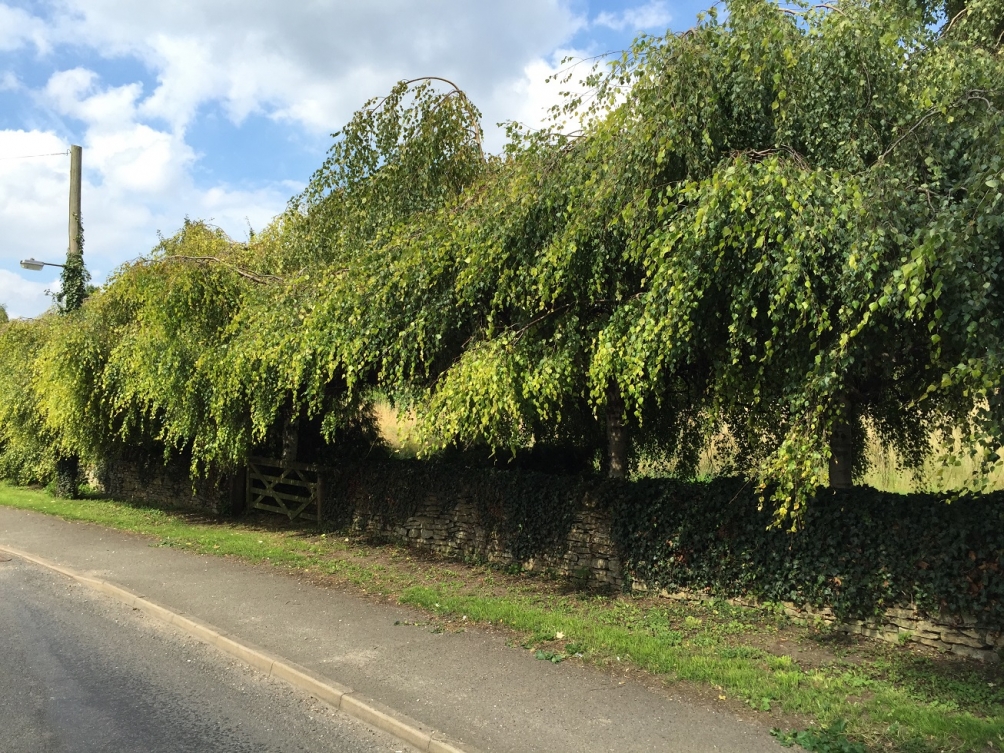 mature Betula pendula Youngii