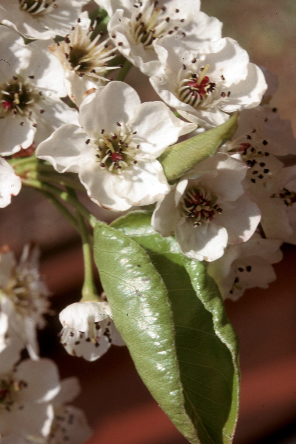 the small white flowers of Pyrus calleryana Chanticleer multi stem