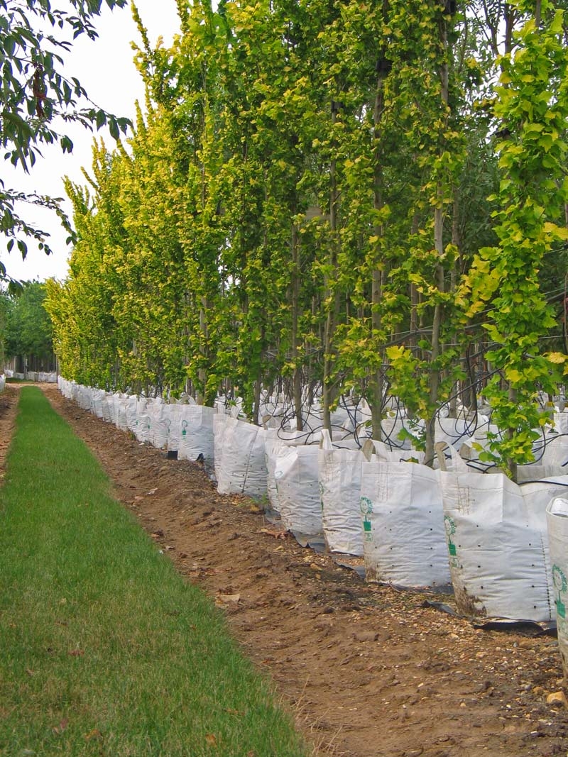 Row of Ulmus carpinifolia Wredei Aurea on Barcham Trees nursery