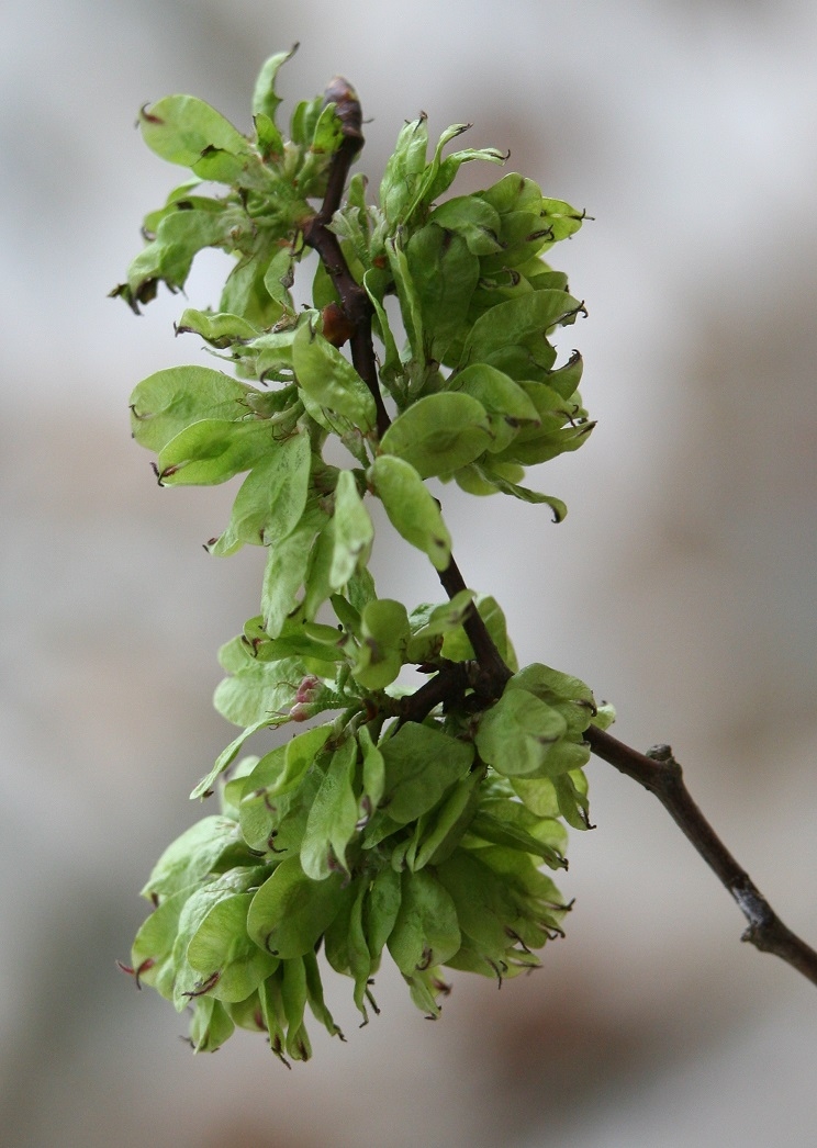 The seeds of Ulmus Dodoens