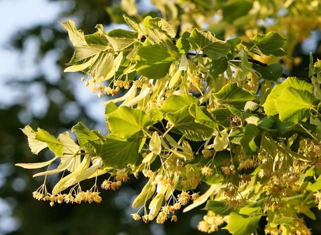 The yellow flower produced by Tilia x europaea Pallida