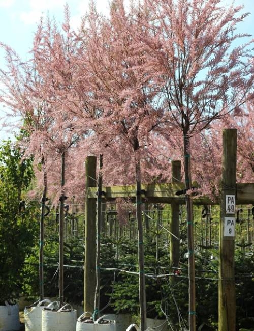 Tamarix gallica in flower in May