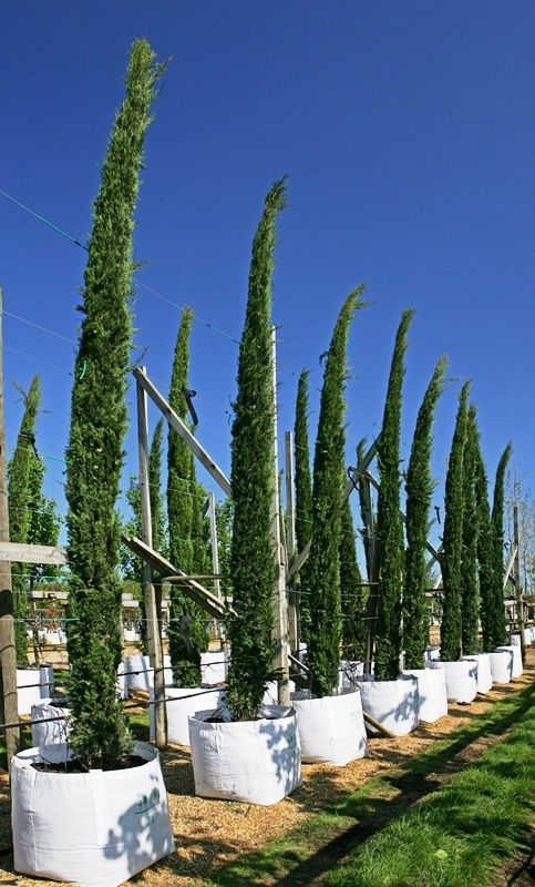 Cupressus sempervirens